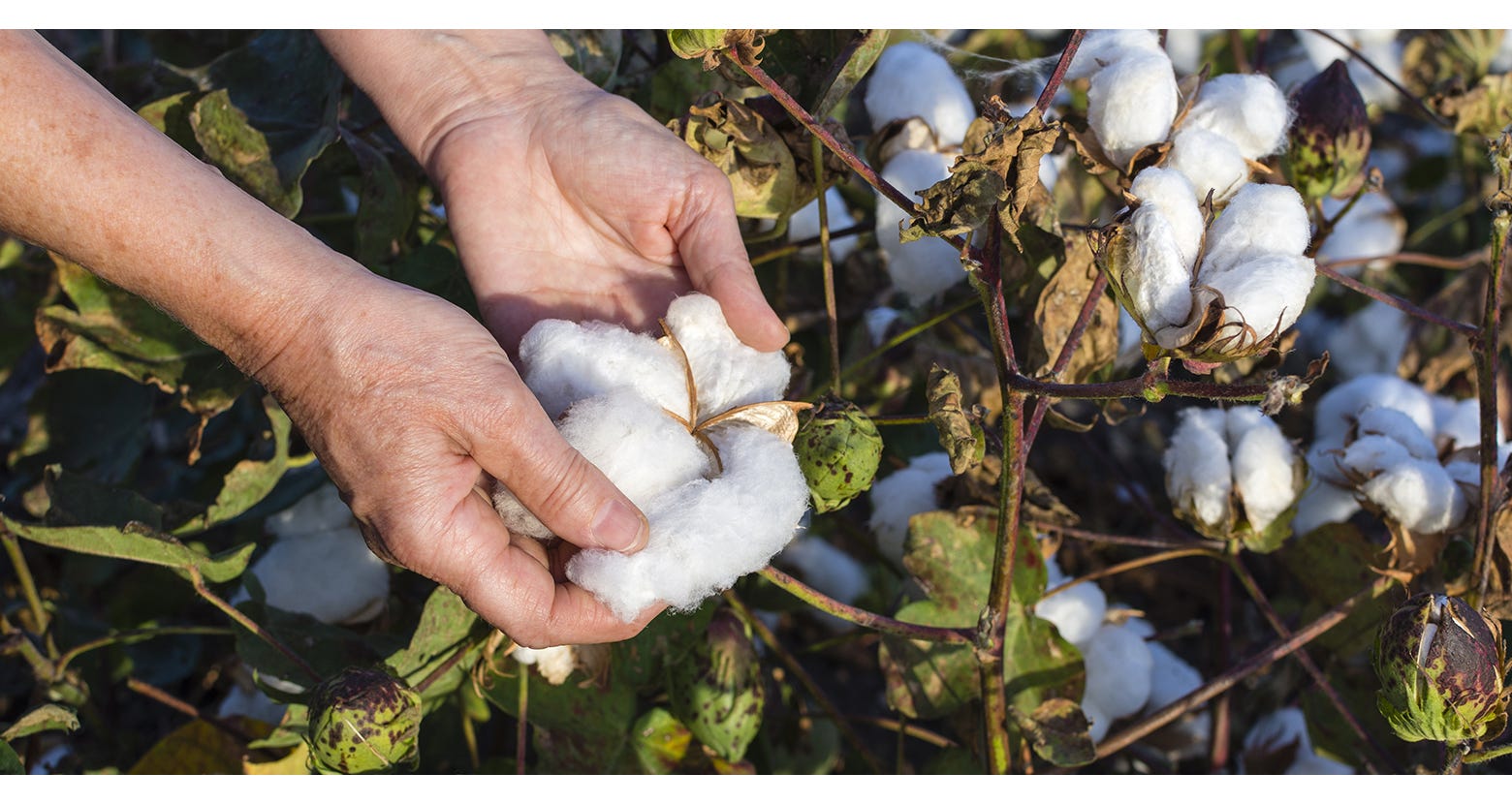 Sustainable Cotton Ranking 2020